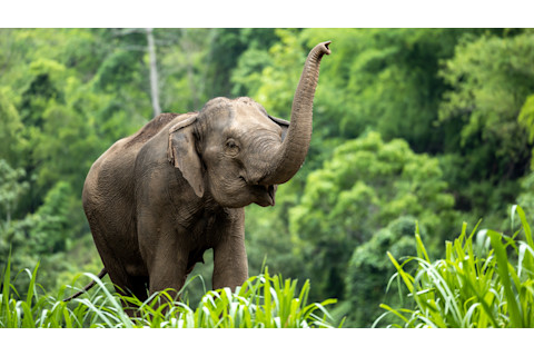 Asia Elephant in Thailand, Asia Elephants in Chiang Mai. Elephant Nature Park, Thailand