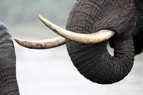 elephant tusks