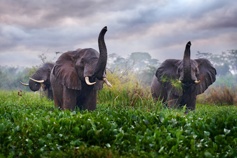 Elephant in rain, Victoria Nile delta. Elephant in in the green grass, forest vegetation. Murchison Falls NP, Uganda.