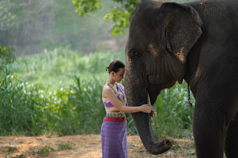 Girl with Asian elephant at The Thai Elephant Conservation Center