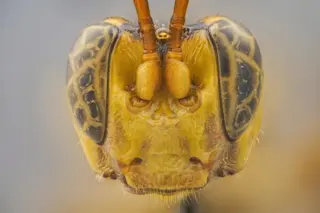 Capitojoppa amazonica female