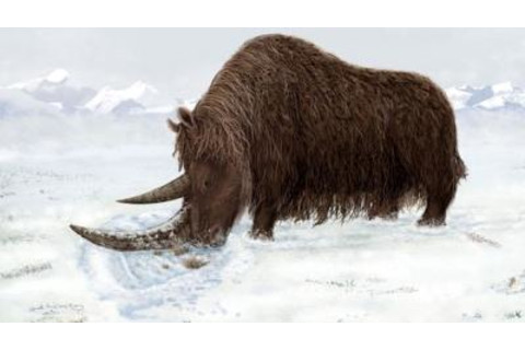 rendering of Tibetan woolly rhino