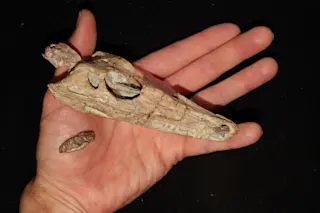 Early mammal skulls of Varanosaurus and Morganucodon 