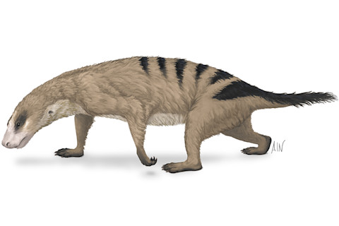 Thrinaxodon from the Triassic Period