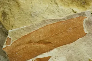 Glossopteris fossil