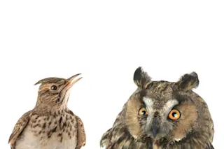 early-bird-and-night-owl