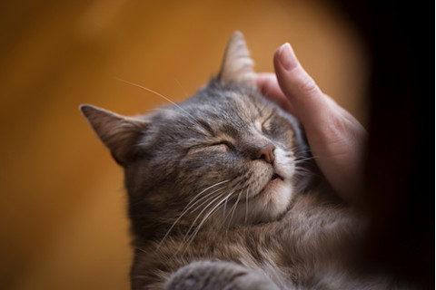 happy gray cat purring