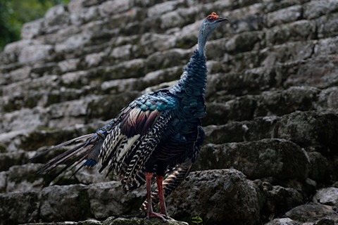 Big wild turkey in a Maya ruins