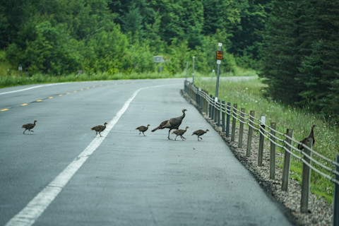Wild turkeys and baby turkeys cross an empty forest road
