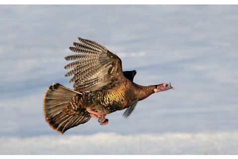 Eastern Wild Turkey Meleagris gallopavo flying over the snow in Ottawa, Canada