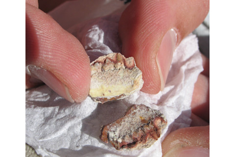 holotype mandible of the 44 million year old-primate-Mytonius-williamsae