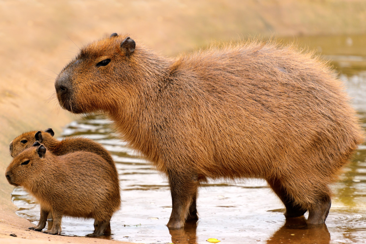 Why Are Capybaras So Friendly: Discover Their Surprising Charm