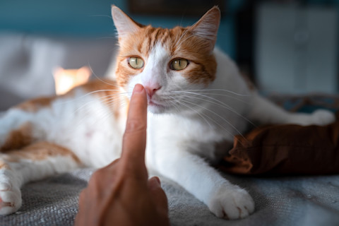 orange and white cat sniffing owner's finger