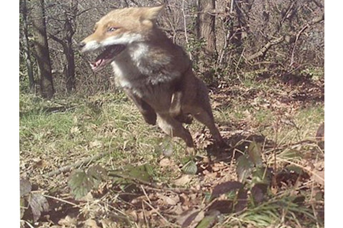 Railway wildlife UK
