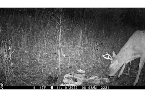 Offal wildlife watching