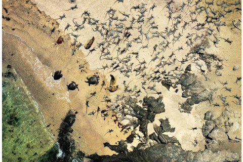 Iguanas from above
