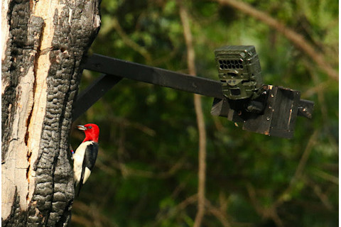 woodpecker cavity camera