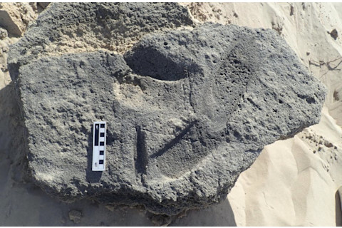 Possible shod hominin tracks in the Garden Route National Park, South Africa.