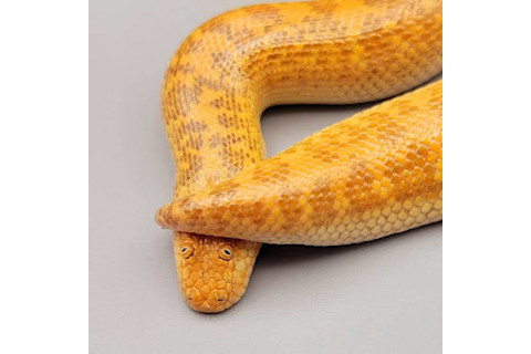 Arabian Sand Boa