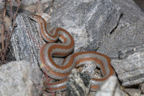 Rosy boa