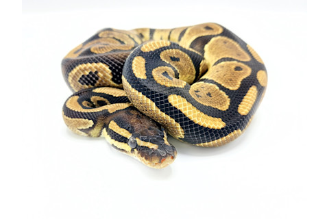 Ball python