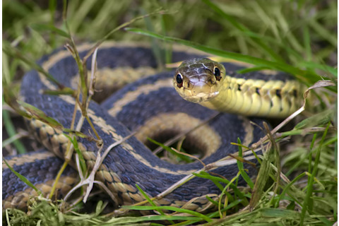 Garter snake