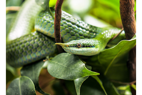 Rhino ratsnake