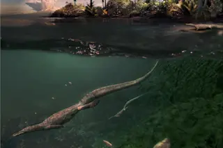 Reconstruction ofthe mesosaur environment and ´parental care
