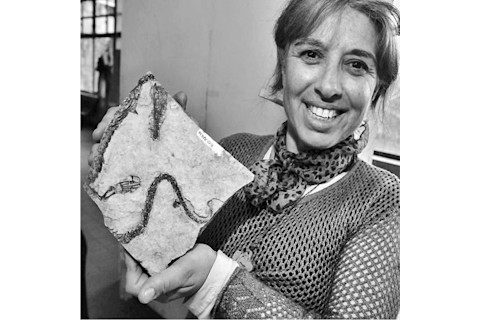 almost complete juvenile Mesosaurus from Uruguay