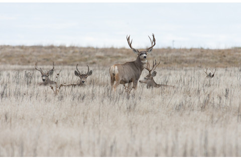 group of mule deer bucks with antlers in a field