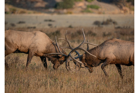 Two elk bulls fighting and butting antlers against each other