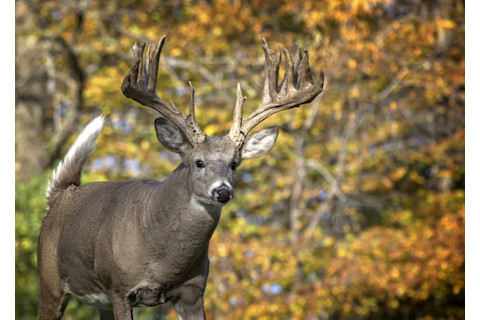 large white tail buck with large antlers in the fall