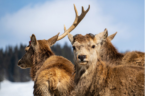 red deer shedding antlers