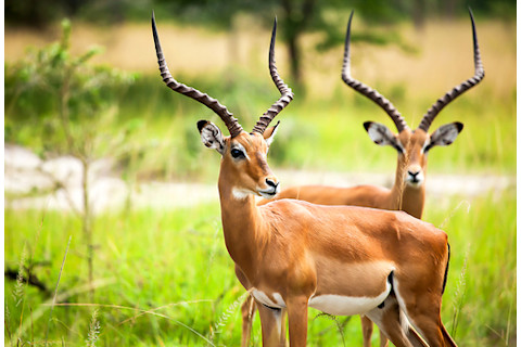 two impala antelope with antlers in a green field