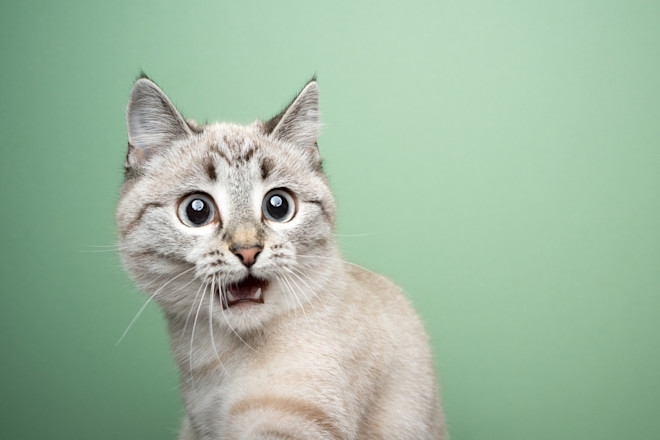 When Do Cats Open Their Eyes: Surprising Facts Every Owner Should Know
