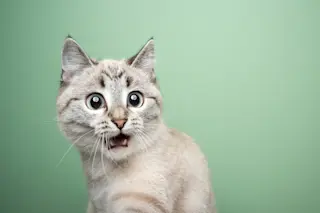 funny cat looking shocked with mouth open portrait on green background with copy space