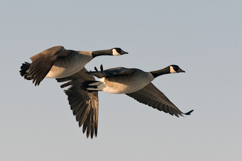 Pair of flying geese