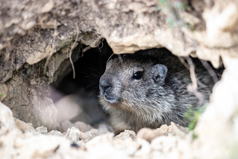 A marmot observes from the entrance to its burrow