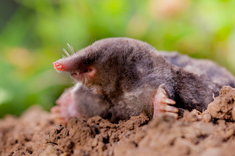 The European mole or Common Mole is a mammal of the order Soricomorpha