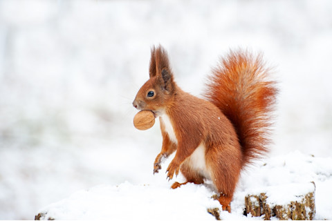 Red squirrel in the winter forest close-up.