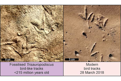 Ancient print vs. modern bird tracks