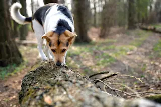 cute black white and brown dog a sniffing log in forest