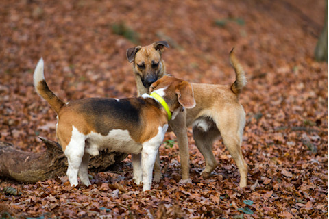 two dogs sniffing each other in the woods