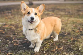 Pembroke Welsh Corgi posing outdoors. Cute dog breed