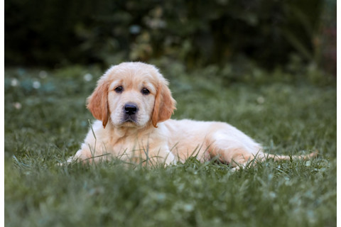 Cute golden retriever puppy in the grass