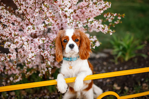 Cute Cavalier King Charles Spaniel in blooming apple tree