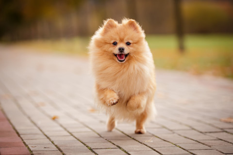 Cute cream sable orange pomeranian running outdoors