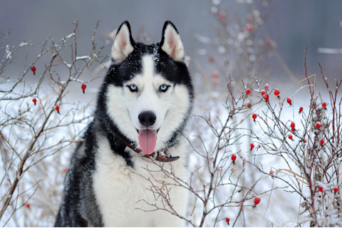 Cute black and white Siberian husky with blue eyes in a snowy backdrop