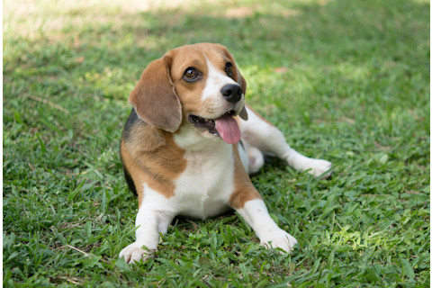 Cute beagle dog lying in the green grass