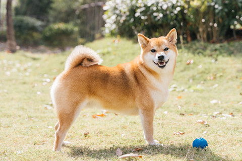 Cute Shiba inu dog playing in the field with a blue ball
